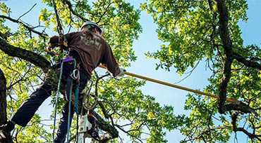 Tree Topping Manchester
